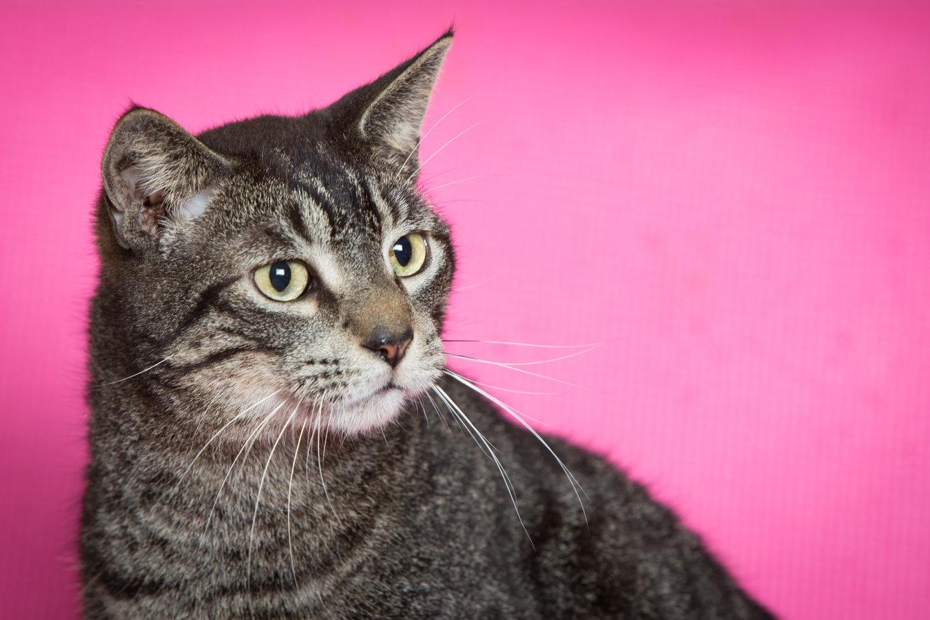 Theodore, Adoptable, Adult Male Domestic Short Hair.