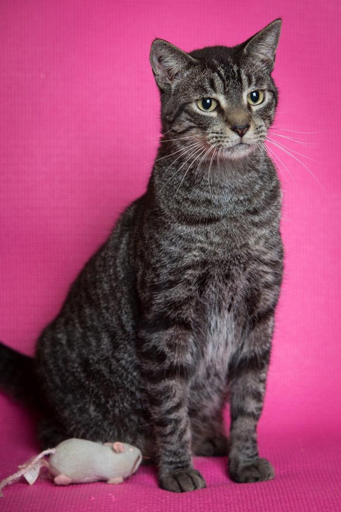 Enlarge Theodore, a Adoptable Domestic Short Hair in Enterprise, FL image 2/2