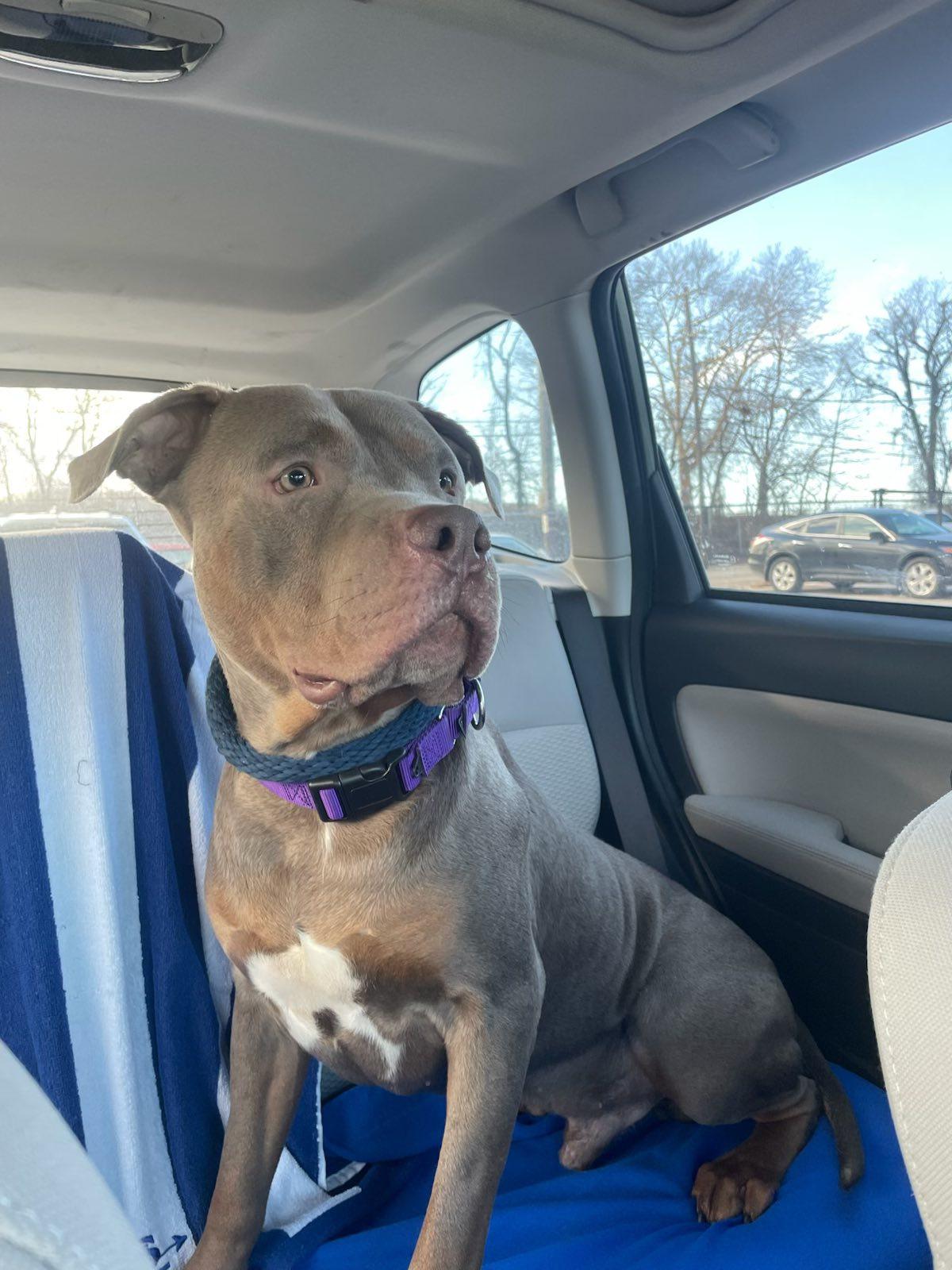 Charlie, adopted, Adult Male Pit Bull Terrier.