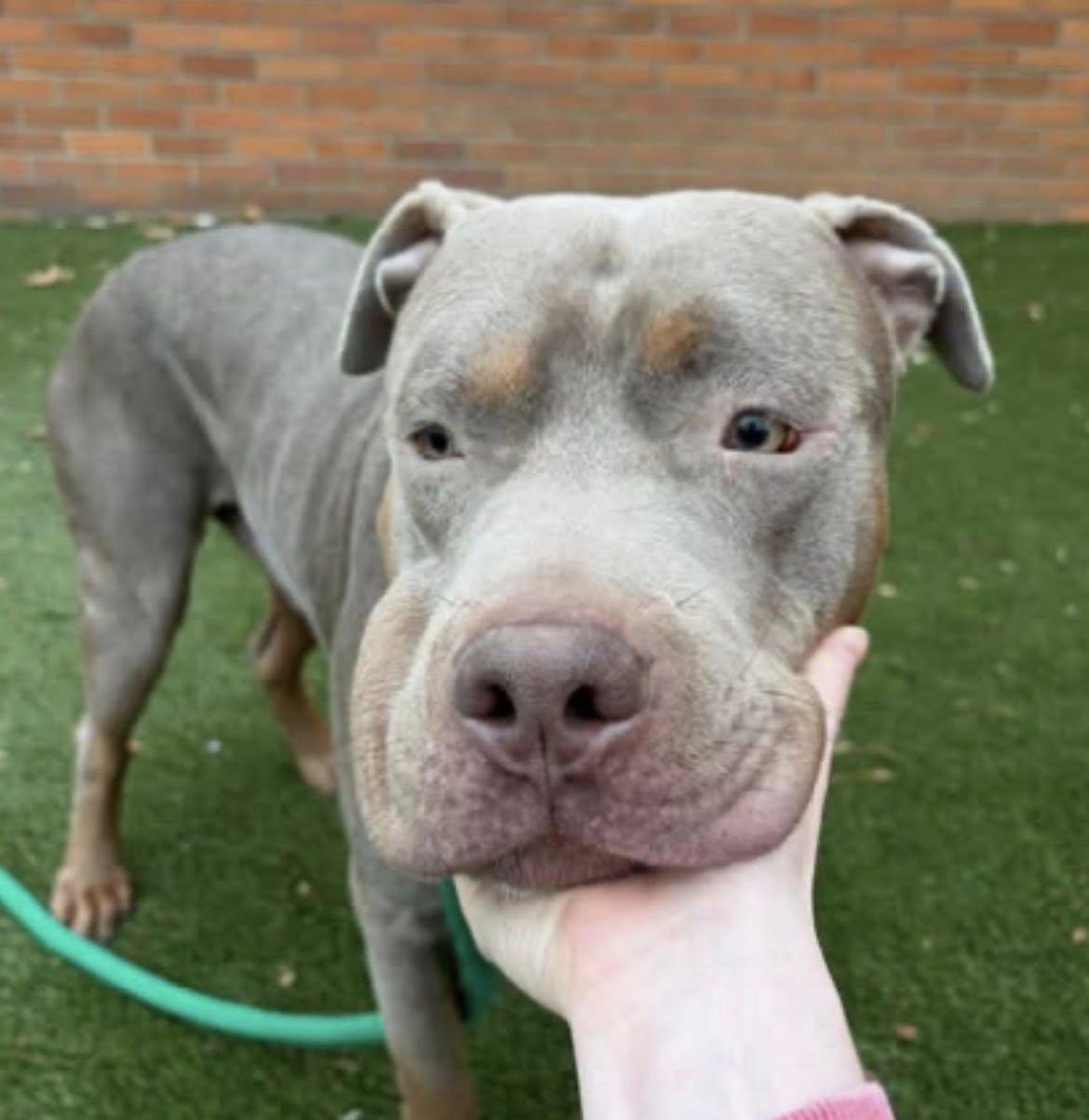 Enlarge Charlie, an adopted mixed breed in Breinigsville, PA image 5/6