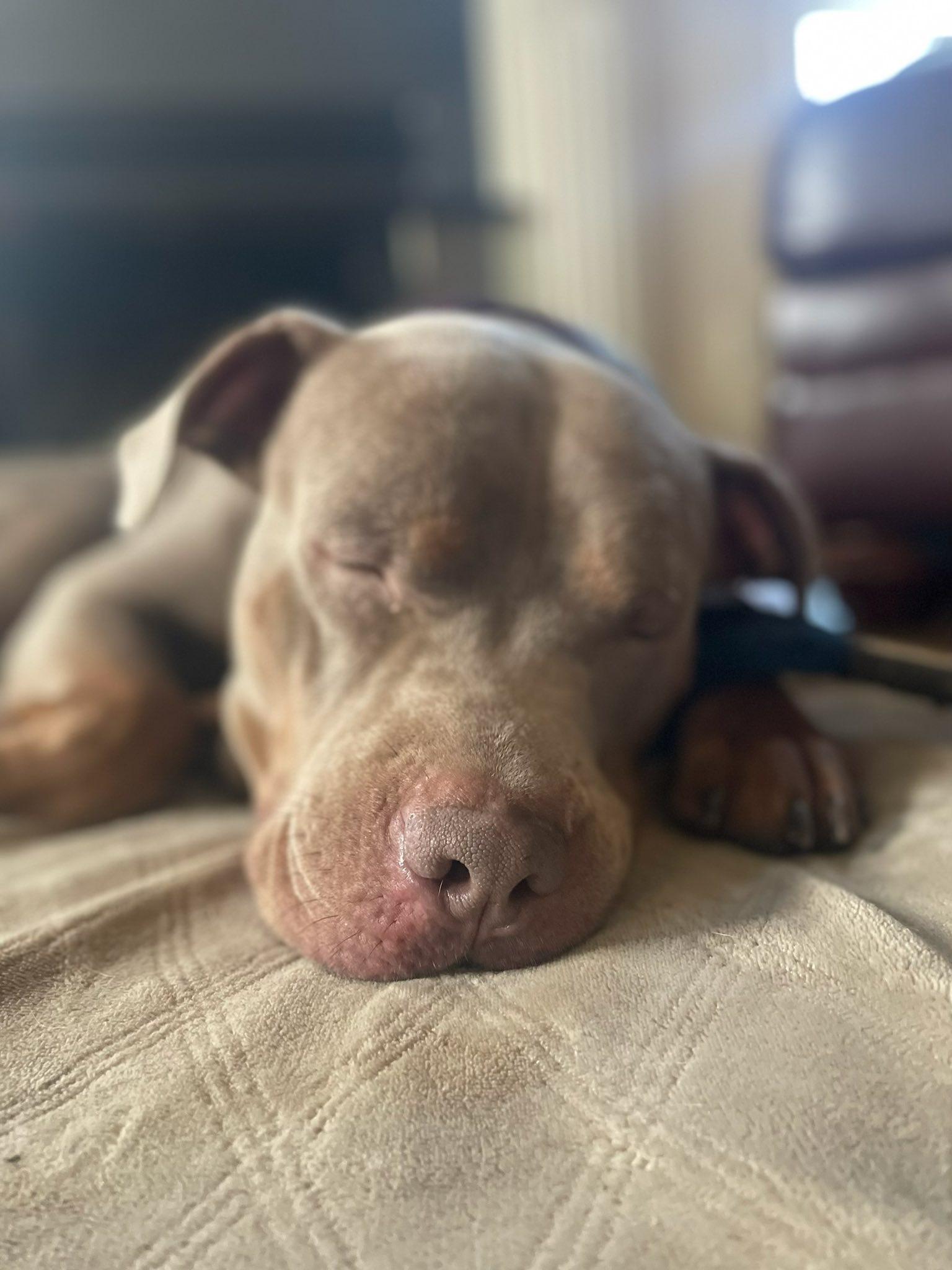 Enlarge Charlie, an adopted mixed breed in Breinigsville, PA image 2/6