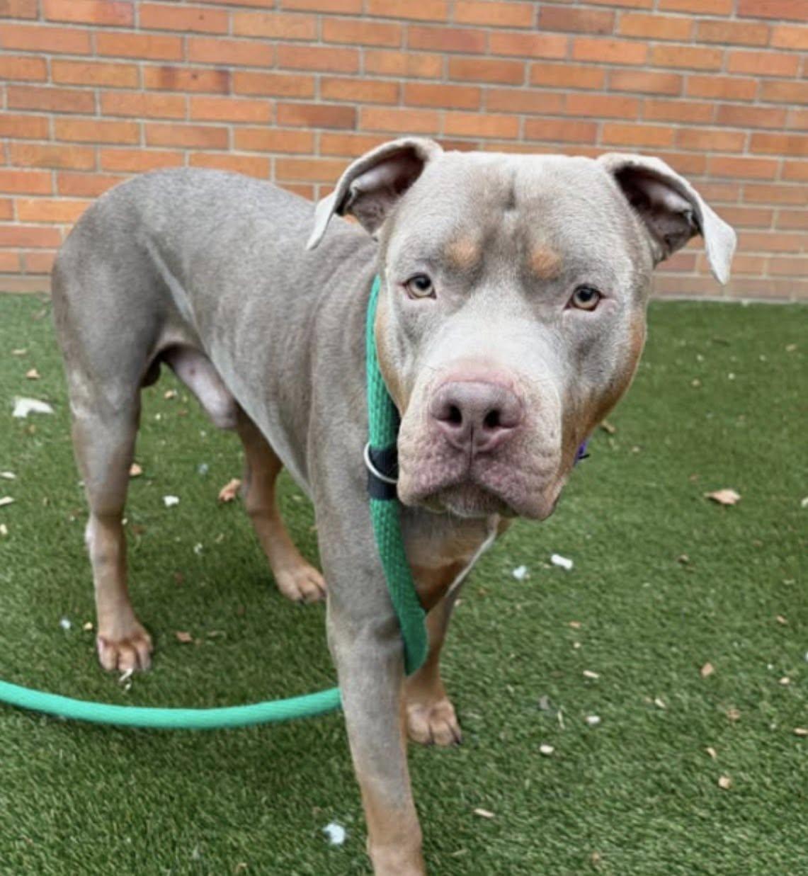 Enlarge Charlie, an adopted mixed breed in Breinigsville, PA image 4/6