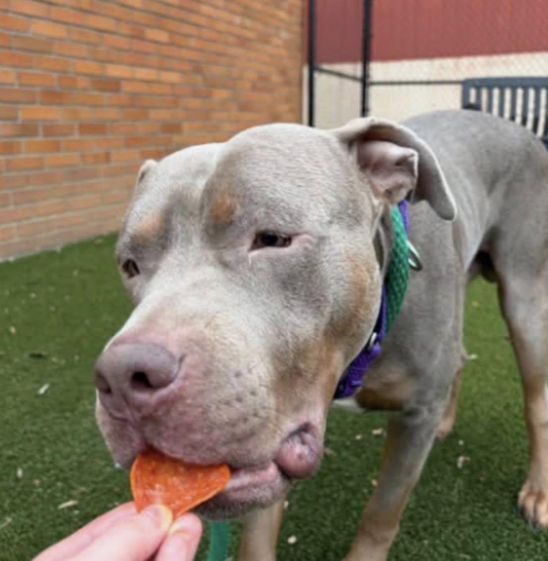 Enlarge Charlie, an adopted mixed breed in Breinigsville, PA image 3/6