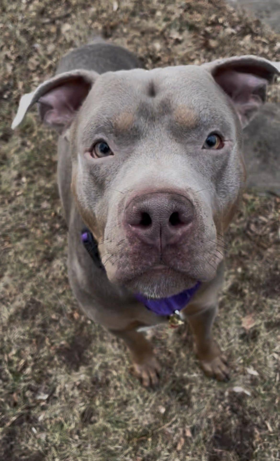 Enlarge Charlie, an adopted mixed breed in Breinigsville, PA image 6/6