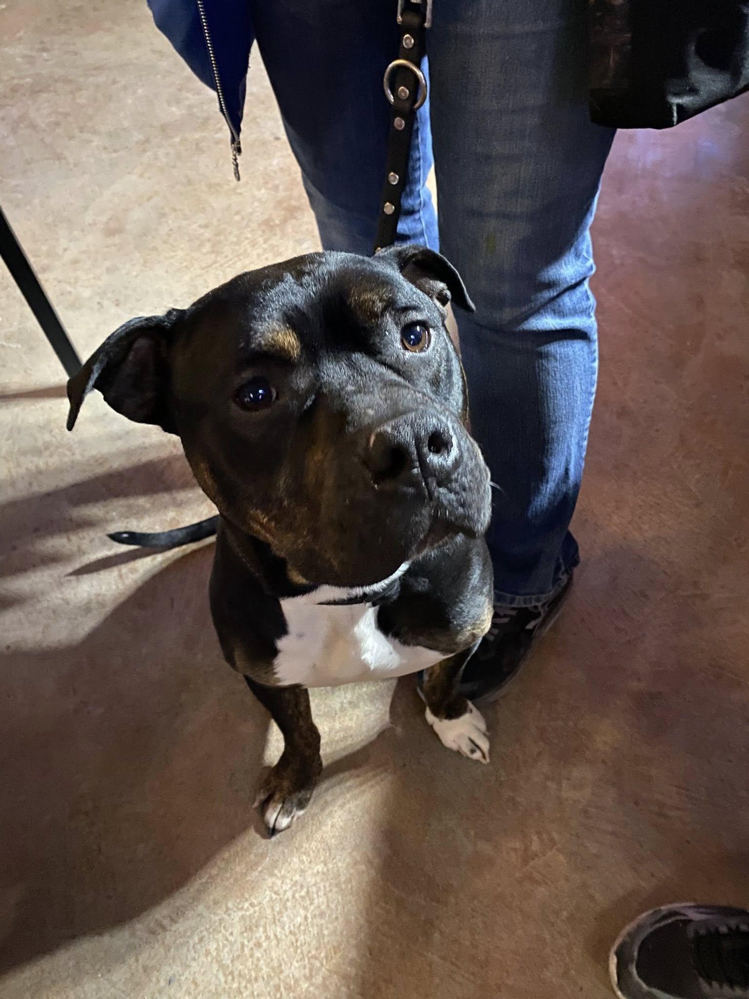 Enlarge Jagger! Adoption fee paid! , a ADOPTABLE mixed breed in Port Huron, MI image 6/6