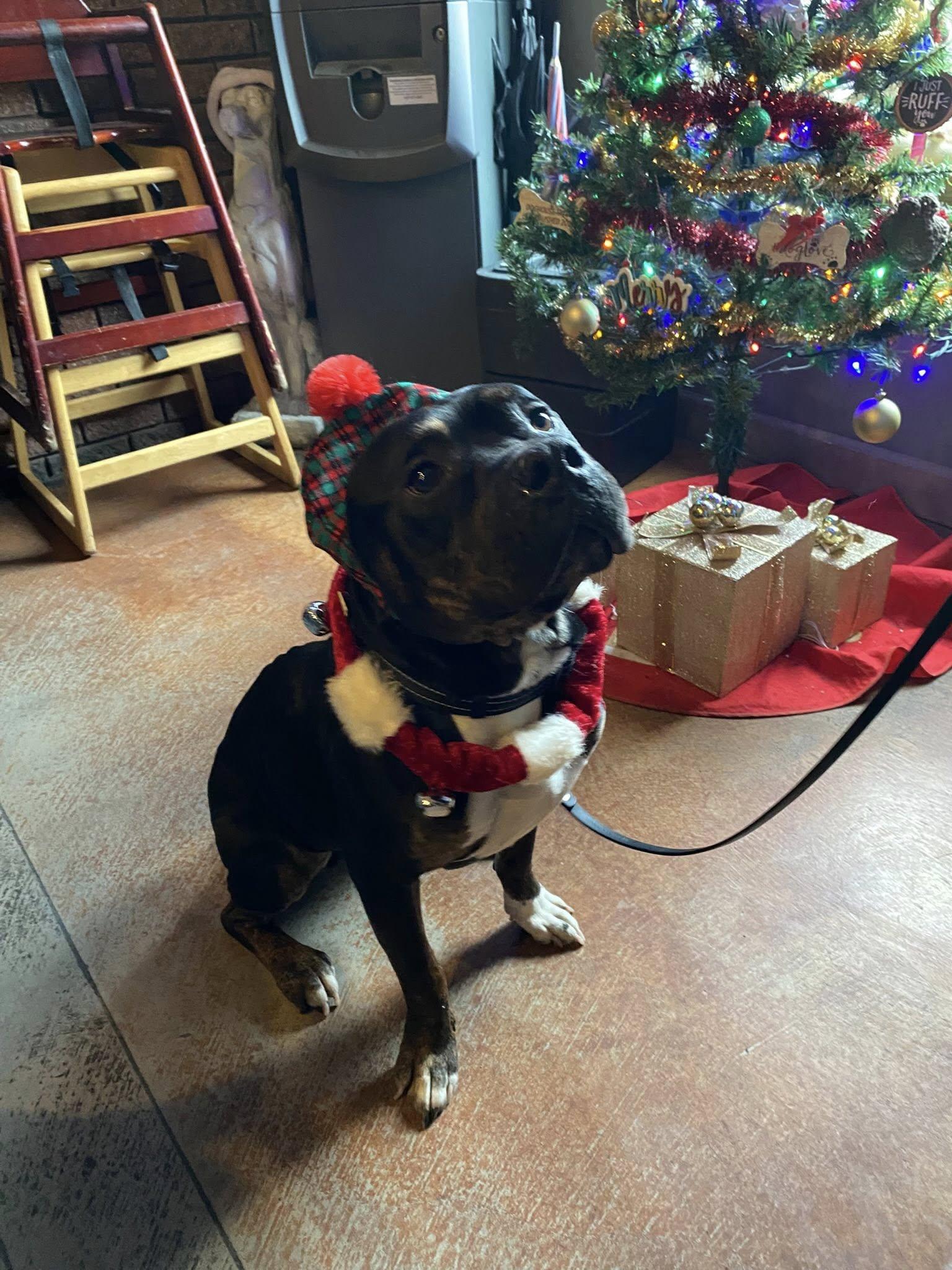 Enlarge Jagger! Adoption fee paid! , a ADOPTABLE mixed breed in Port Huron, MI image 4/6