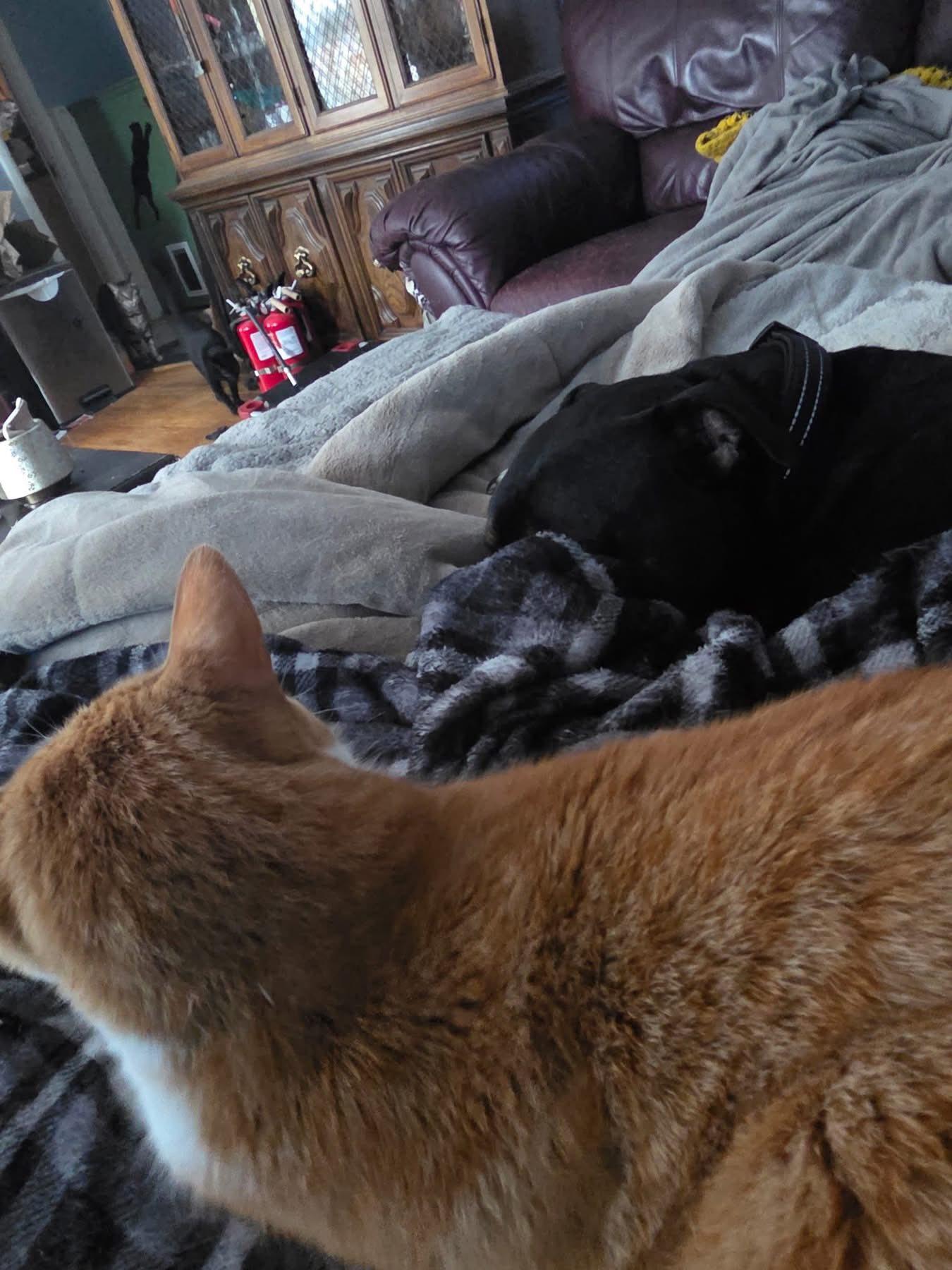 Enlarge Jagger! Adoption fee paid! , a ADOPTABLE mixed breed in Port Huron, MI image 2/6