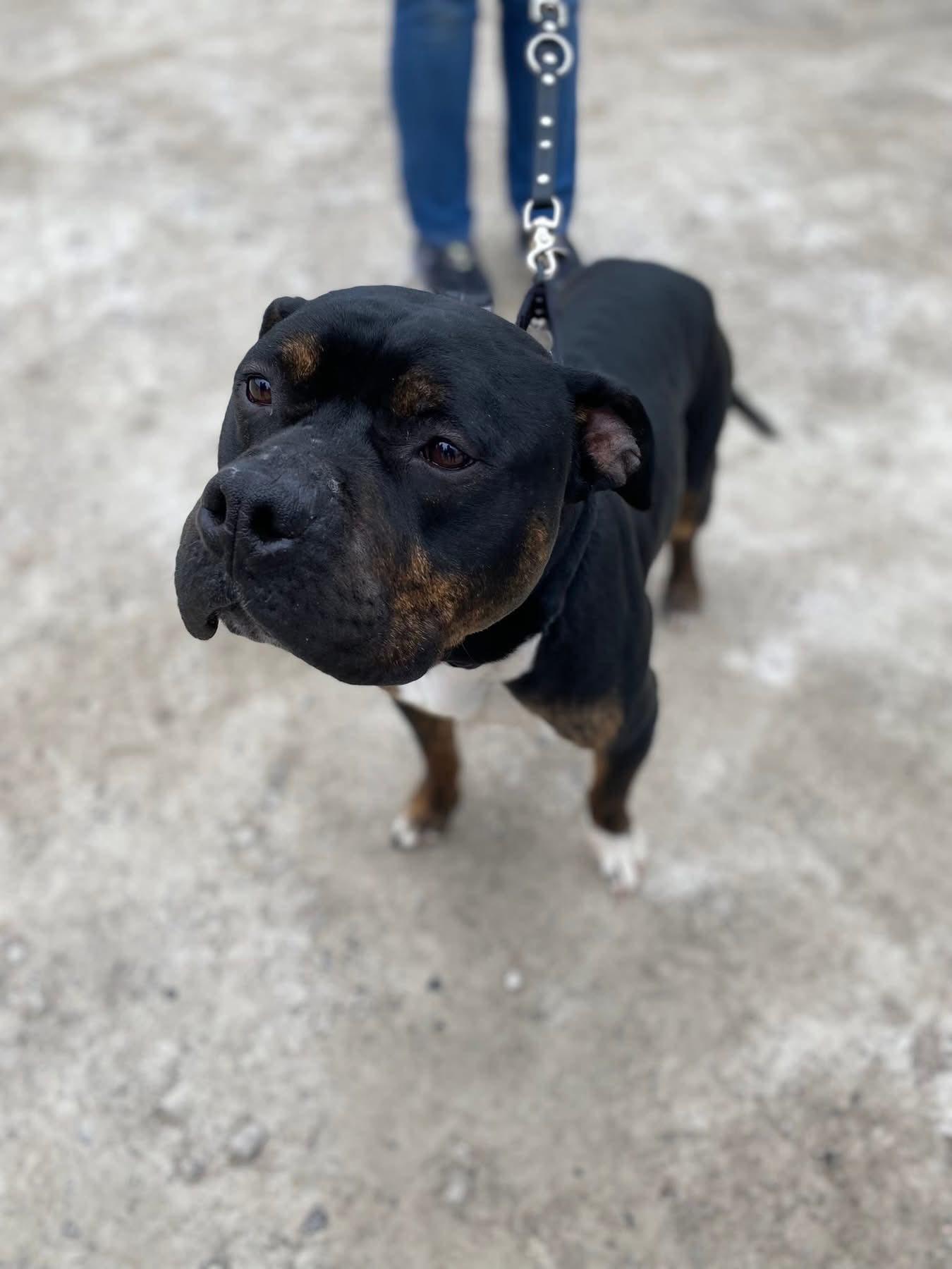 Enlarge Jagger! Adoption fee paid! , a ADOPTABLE mixed breed in Port Huron, MI image 1/6