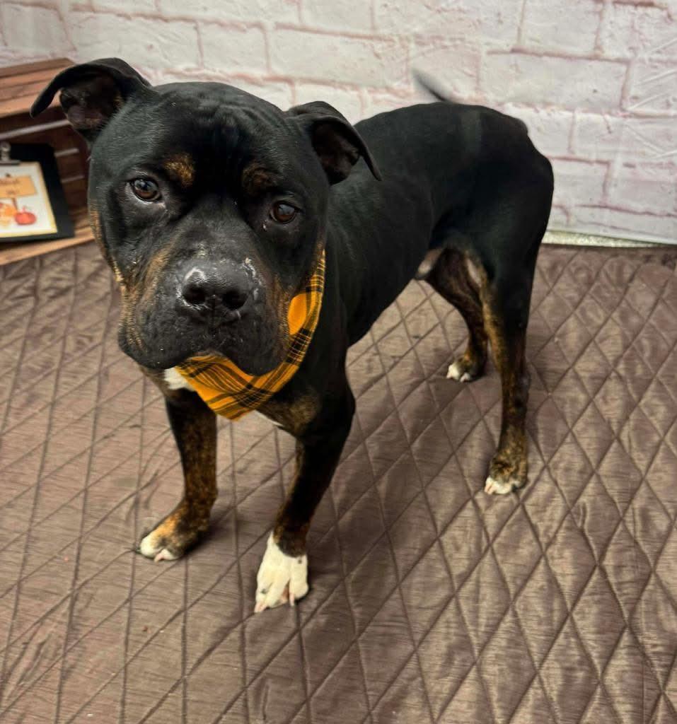 Enlarge Jagger! Adoption fee paid! , a ADOPTABLE mixed breed in Port Huron, MI image 3/6