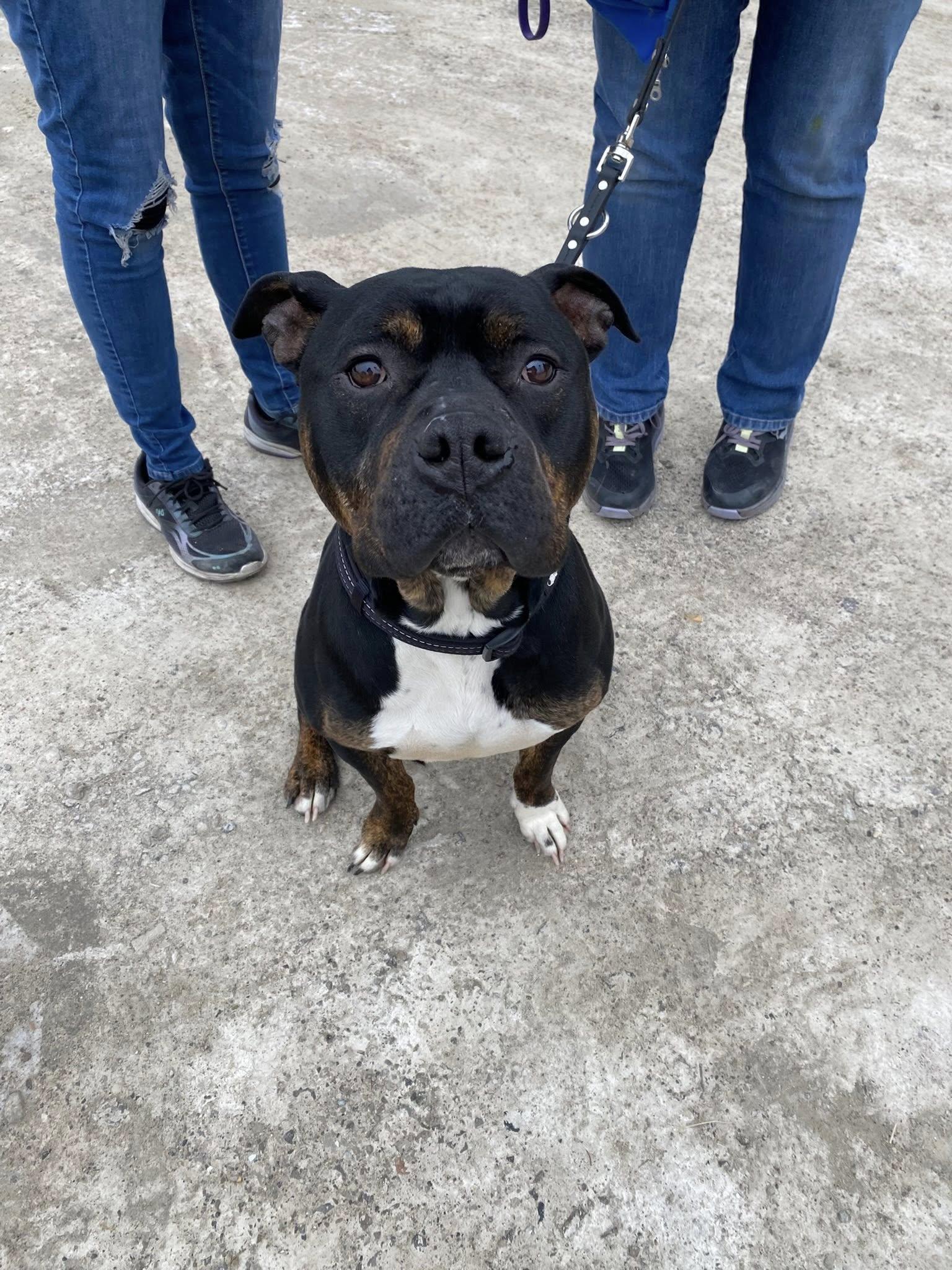 Enlarge Jagger! Adoption fee paid! , a ADOPTABLE mixed breed in Port Huron, MI image 5/6