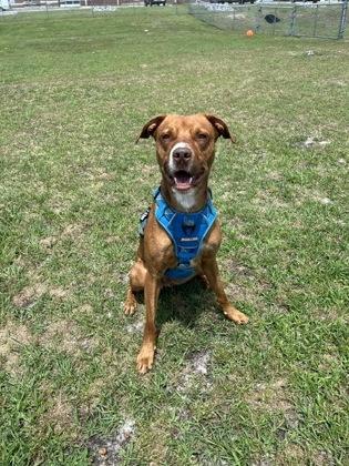 Provie, Adoptable, Adult Male Mixed Breed & Mixed Breed.