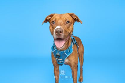 Enlarge Provie, a Adoptable mixed breed in Manteo, NC image 2/3