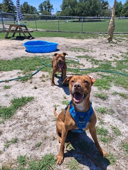 Enlarge Provie, a Adoptable mixed breed in Manteo, NC image 3/3