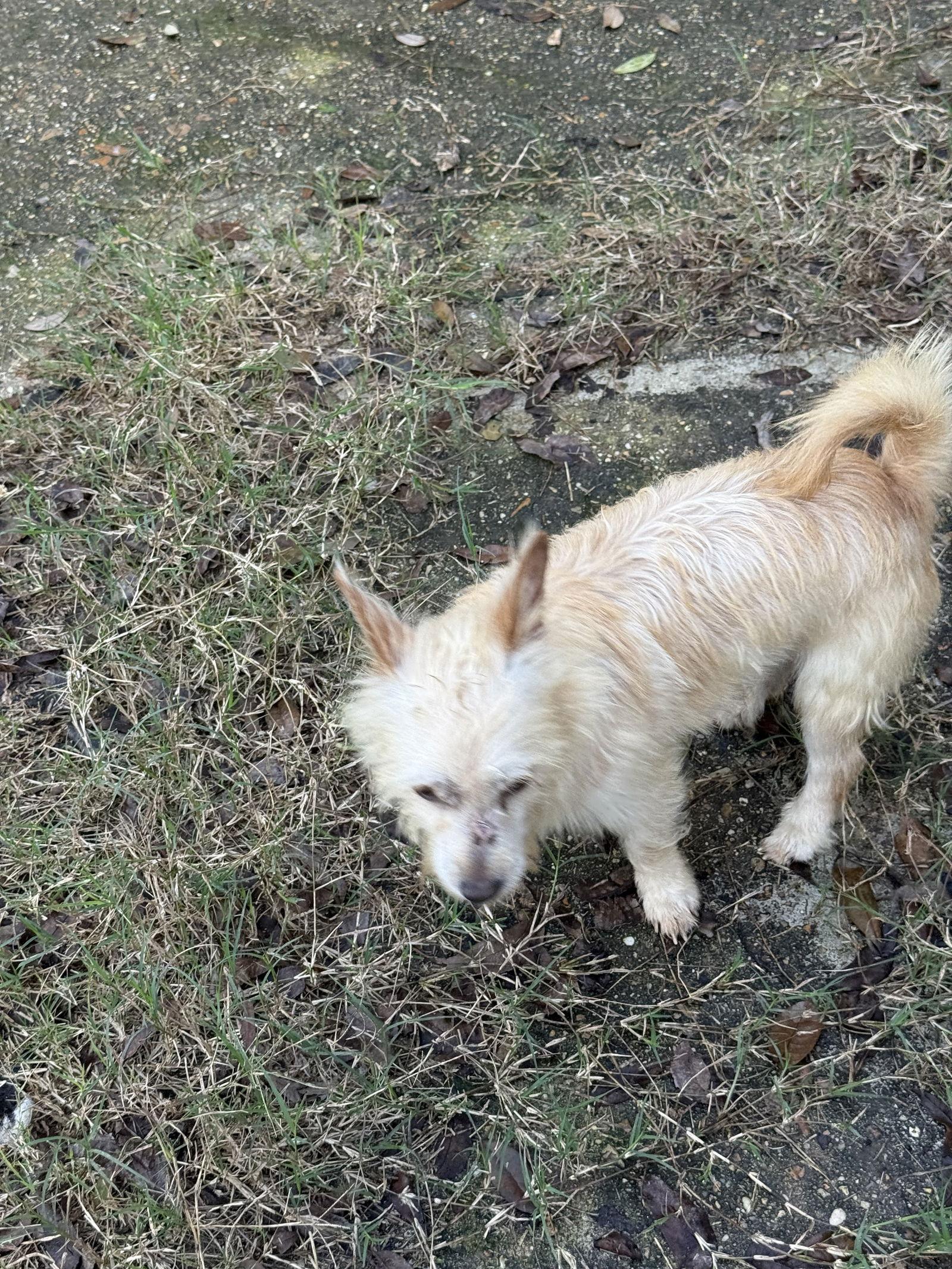 Enlarge Humphrey- scruffy sweetheart, a Adoptable Wire Fox Terrier in Oakhurst, NJ image 1/3