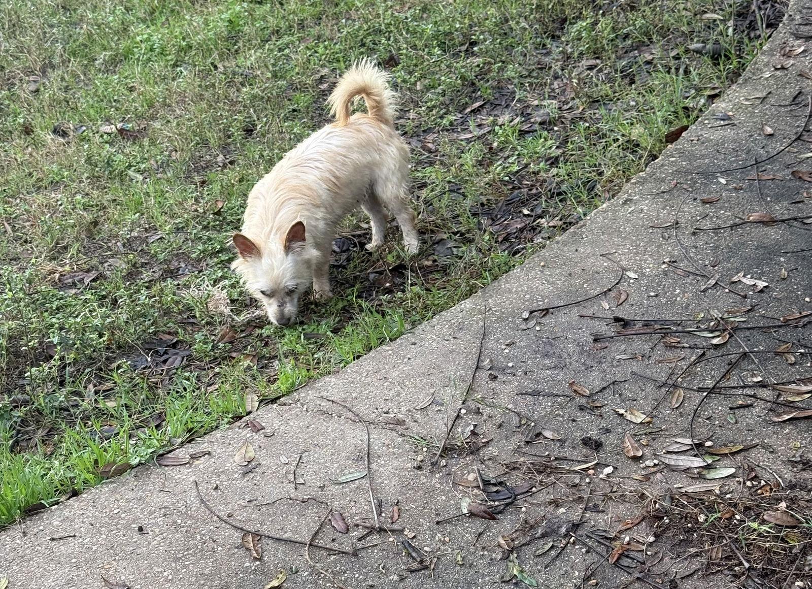 Humphrey- scruffy sweetheart — thumbnail 2