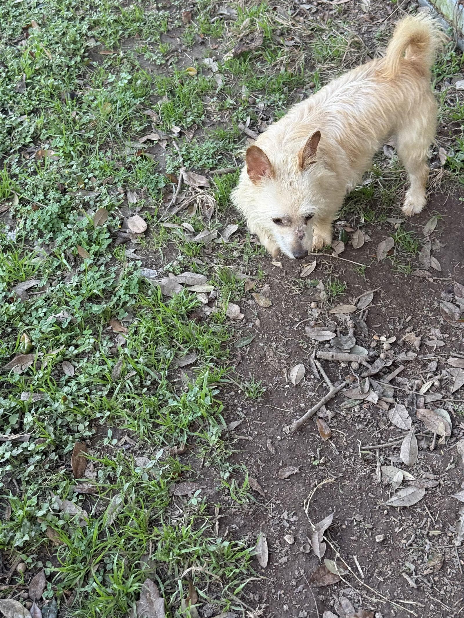 Enlarge Humphrey- scruffy sweetheart, a Adoptable Wire Fox Terrier in Oakhurst, NJ image 3/3