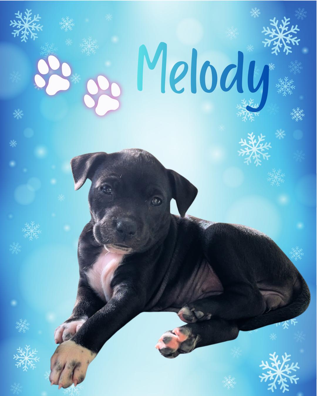 Enlarge Melody, a ADOPTABLE mixed breed in Wilmington, NC image 1/1