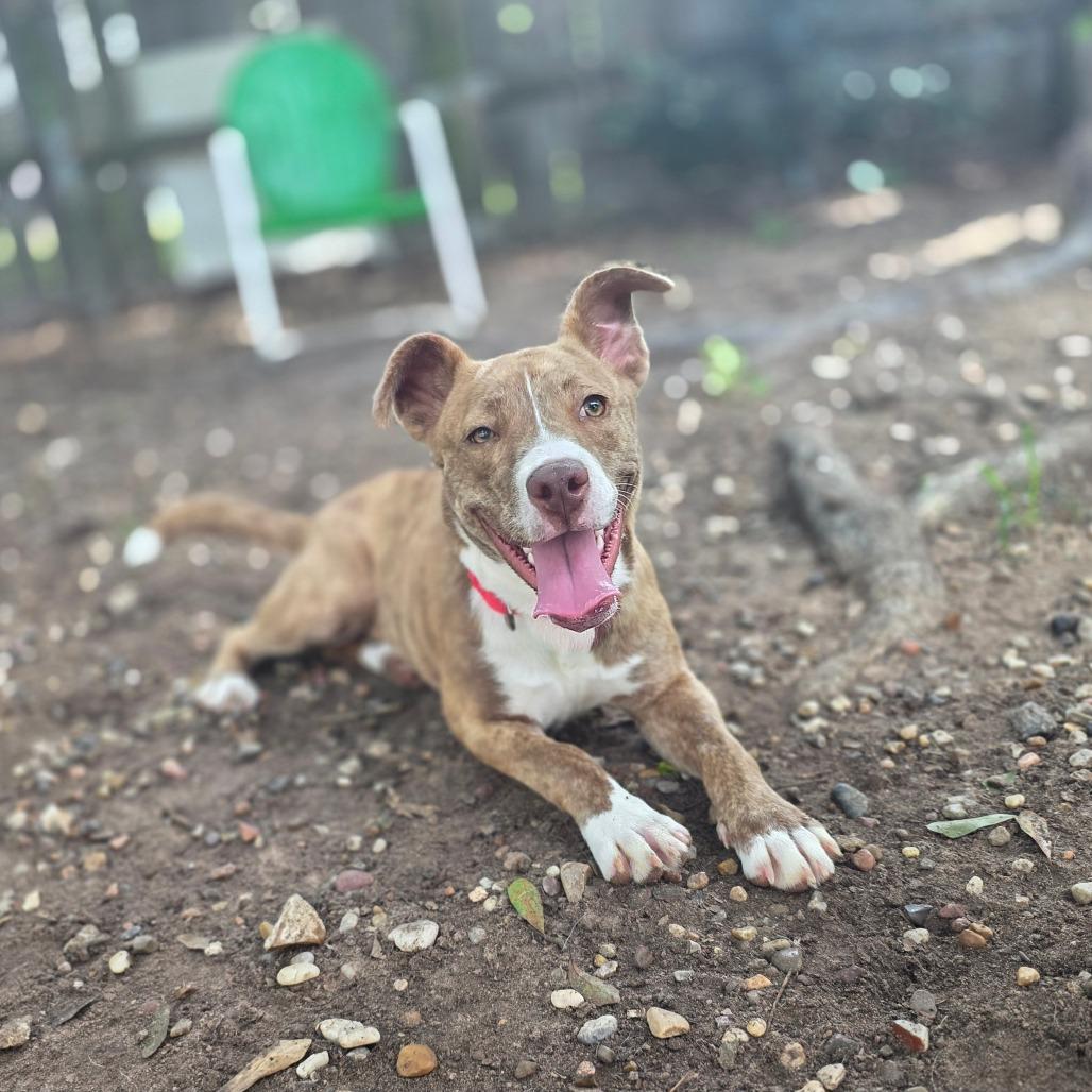 CorridorV0ls, a Adoptable mixed breed in Leland Grove, IL image 6/6