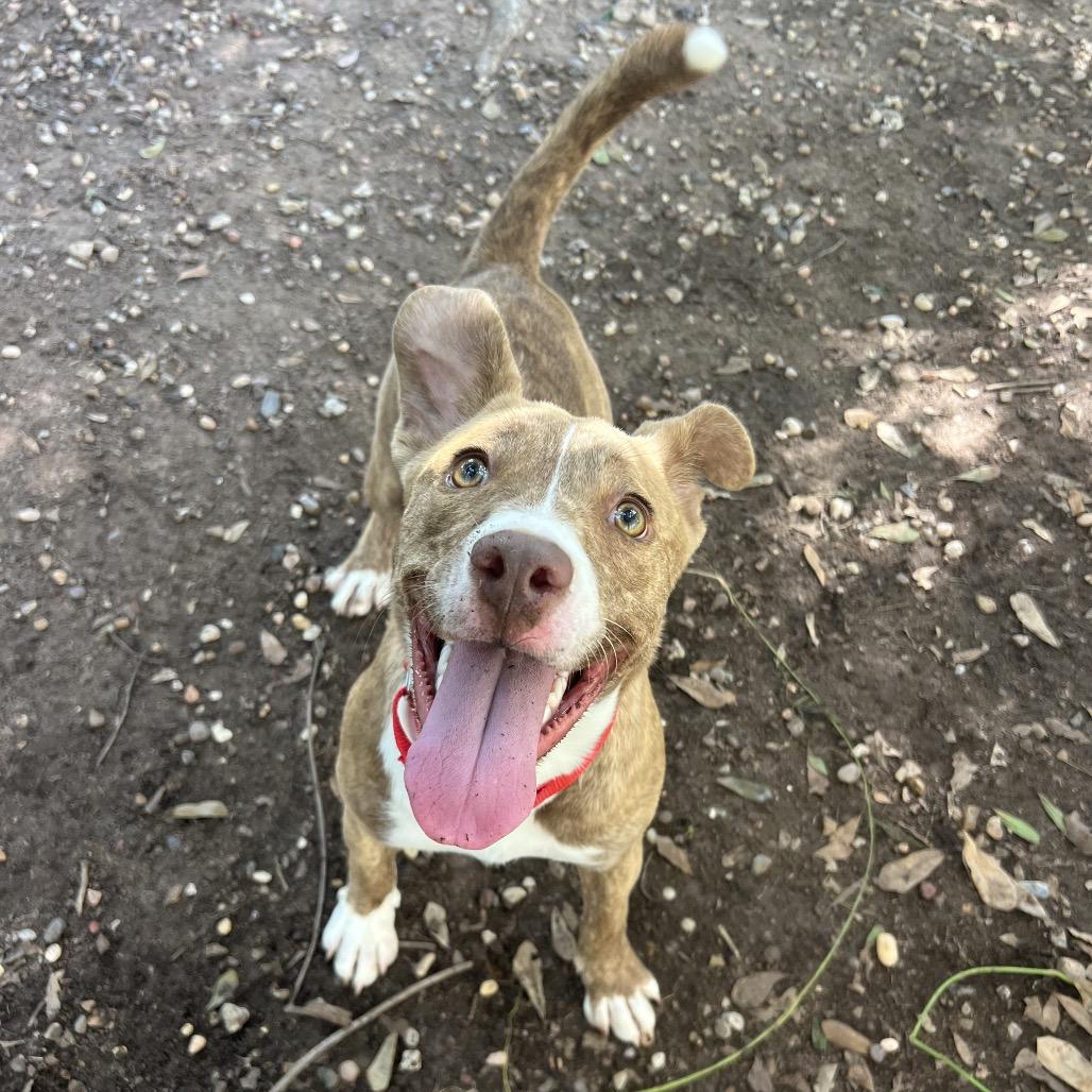 CorridorV0ls, a Adoptable mixed breed in Leland Grove, IL image 4/6