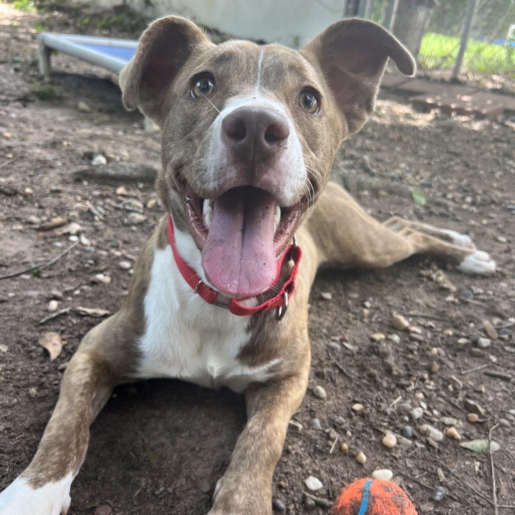 CorridorV0ls, a Adoptable mixed breed in Leland Grove, IL image 2/6