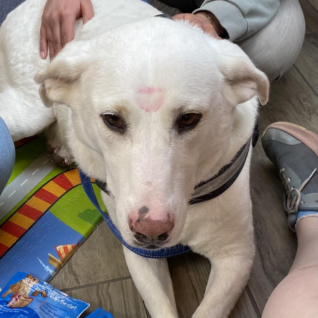 Dwight, Adoptable, Adult Male Labrador Retriever.