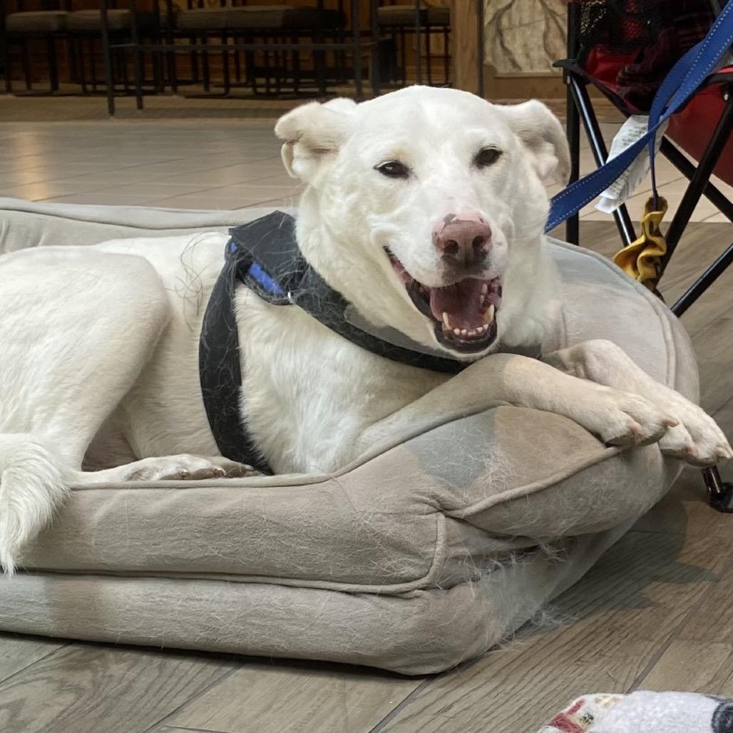 Dwight, Adoptable, Adult Male Labrador Retriever.