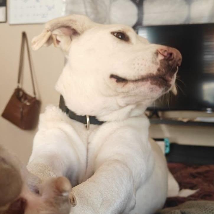 Enlarge Dwight, a Adoptable Labrador Retriever in Tuba City, AZ image 1/6