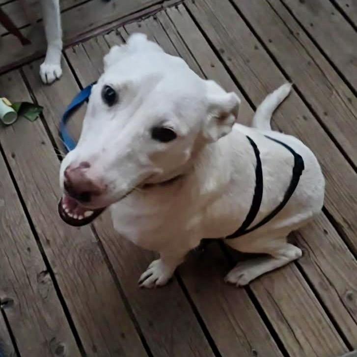 Enlarge Dwight, a Adoptable Labrador Retriever in Tuba City, AZ image 2/6