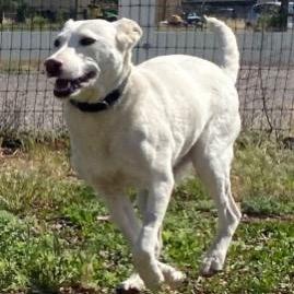 Enlarge Dwight, a Adoptable Labrador Retriever in Tuba City, AZ image 3/6