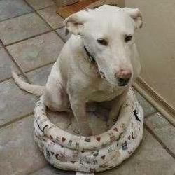 Enlarge Dwight, a Adoptable Labrador Retriever in Tuba City, AZ image 4/6