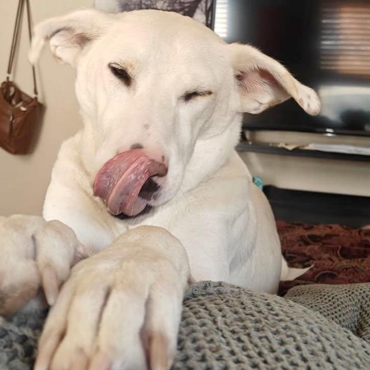Enlarge Dwight, a Adoptable Labrador Retriever in Tuba City, AZ image 5/6