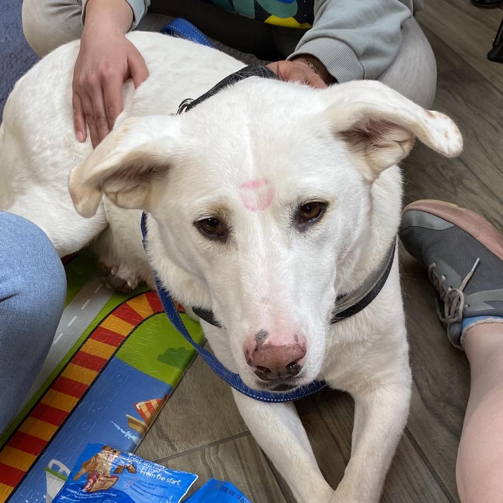 Enlarge Dwight, a Adoptable Labrador Retriever in Tuba City, AZ image 5/6