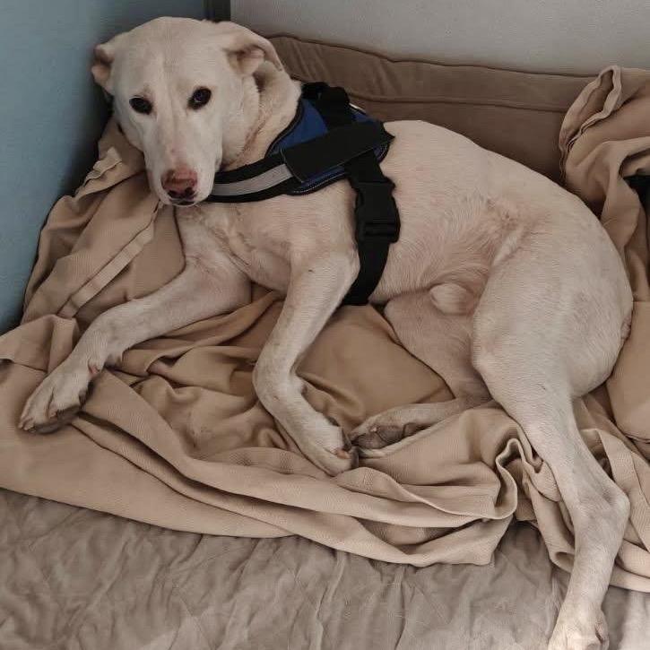 Enlarge Dwight, a Adoptable Labrador Retriever in Tuba City, AZ image 6/6
