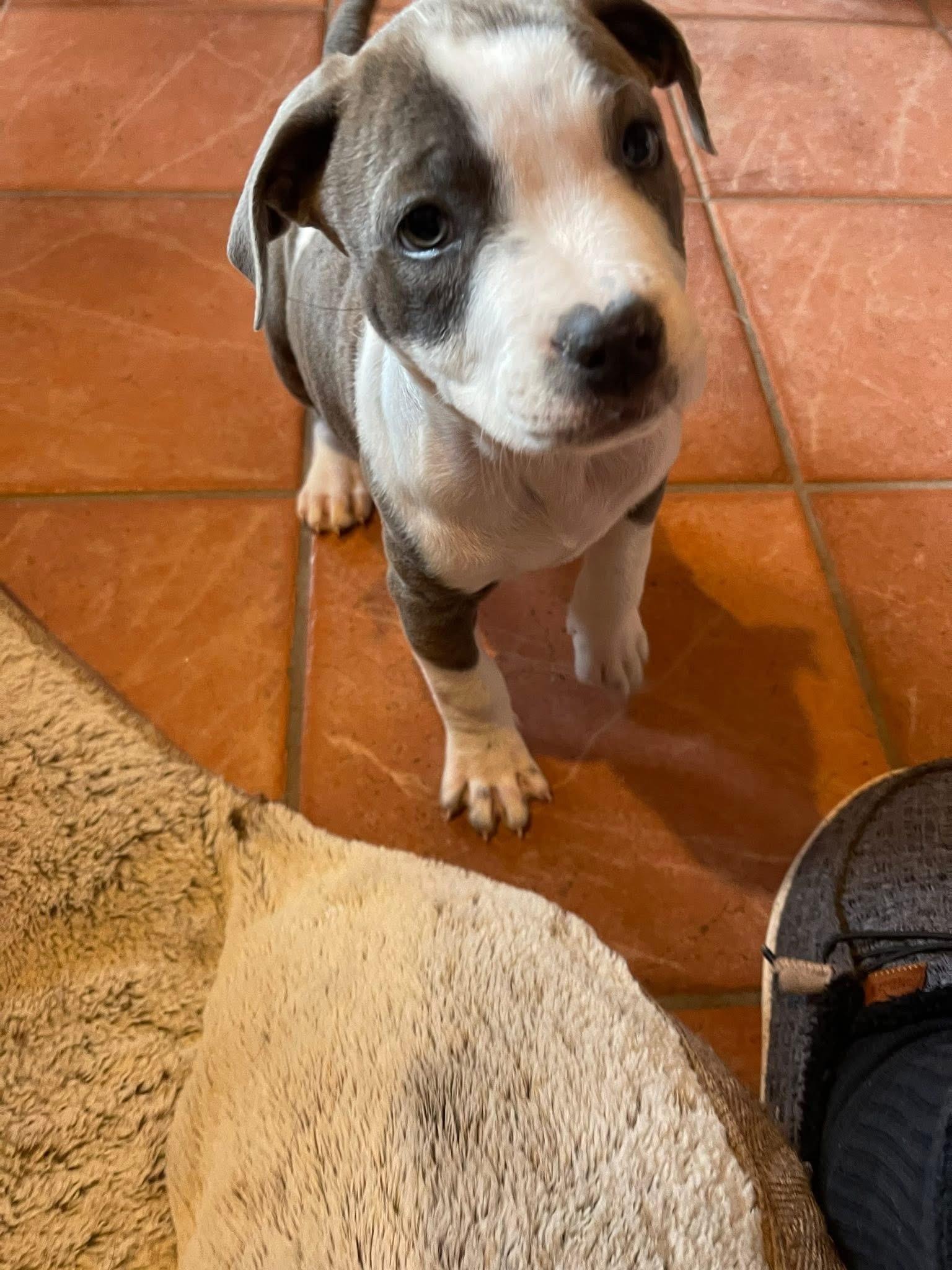 Enlarge Raven, a ADOPTABLE mixed breed in Winter, WI image 1/2