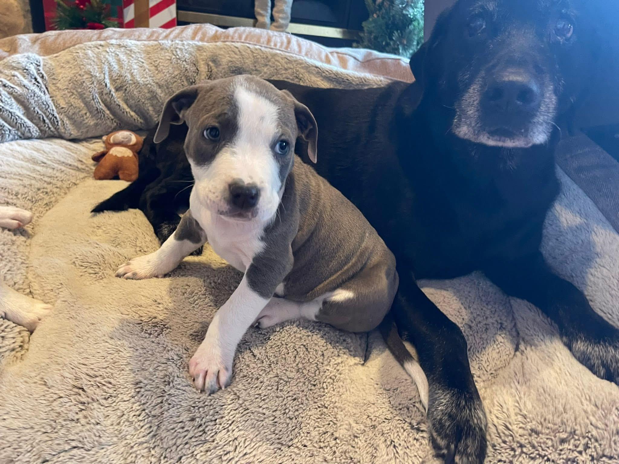 Enlarge Raven, a ADOPTABLE mixed breed in Winter, WI image 2/2