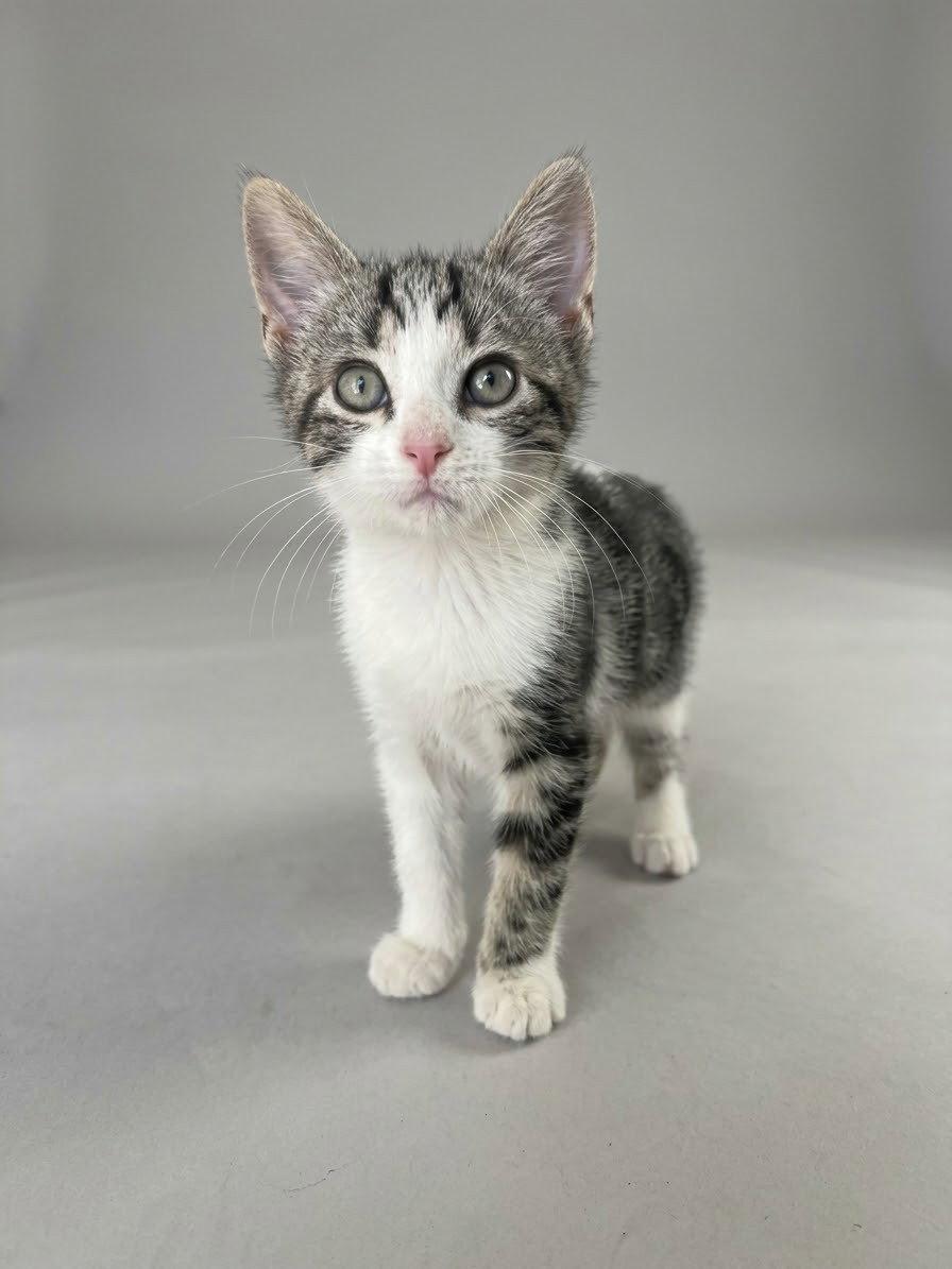Enlarge Radley, a Adoptable mixed breed in Nashville, TN image 1/3