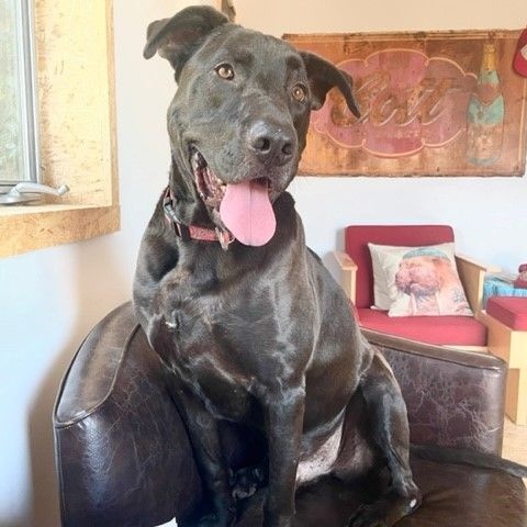 Enlarge Baloo, a Adoptable mixed breed in Los Angeles, CA image 3/6