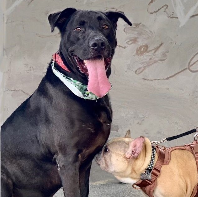 Enlarge Baloo, a Adoptable mixed breed in Los Angeles, CA image 1/6