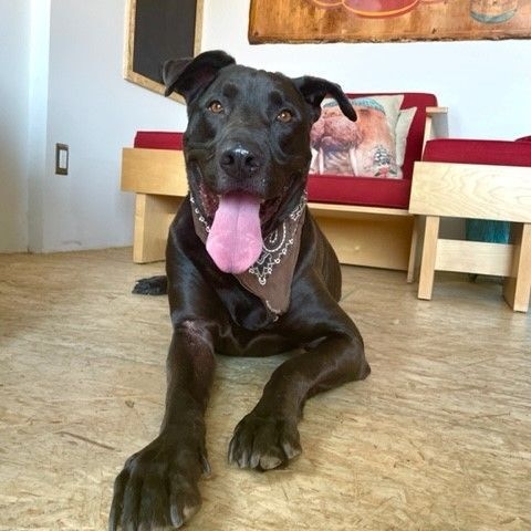 Enlarge Baloo, a Adoptable mixed breed in Los Angeles, CA image 2/6