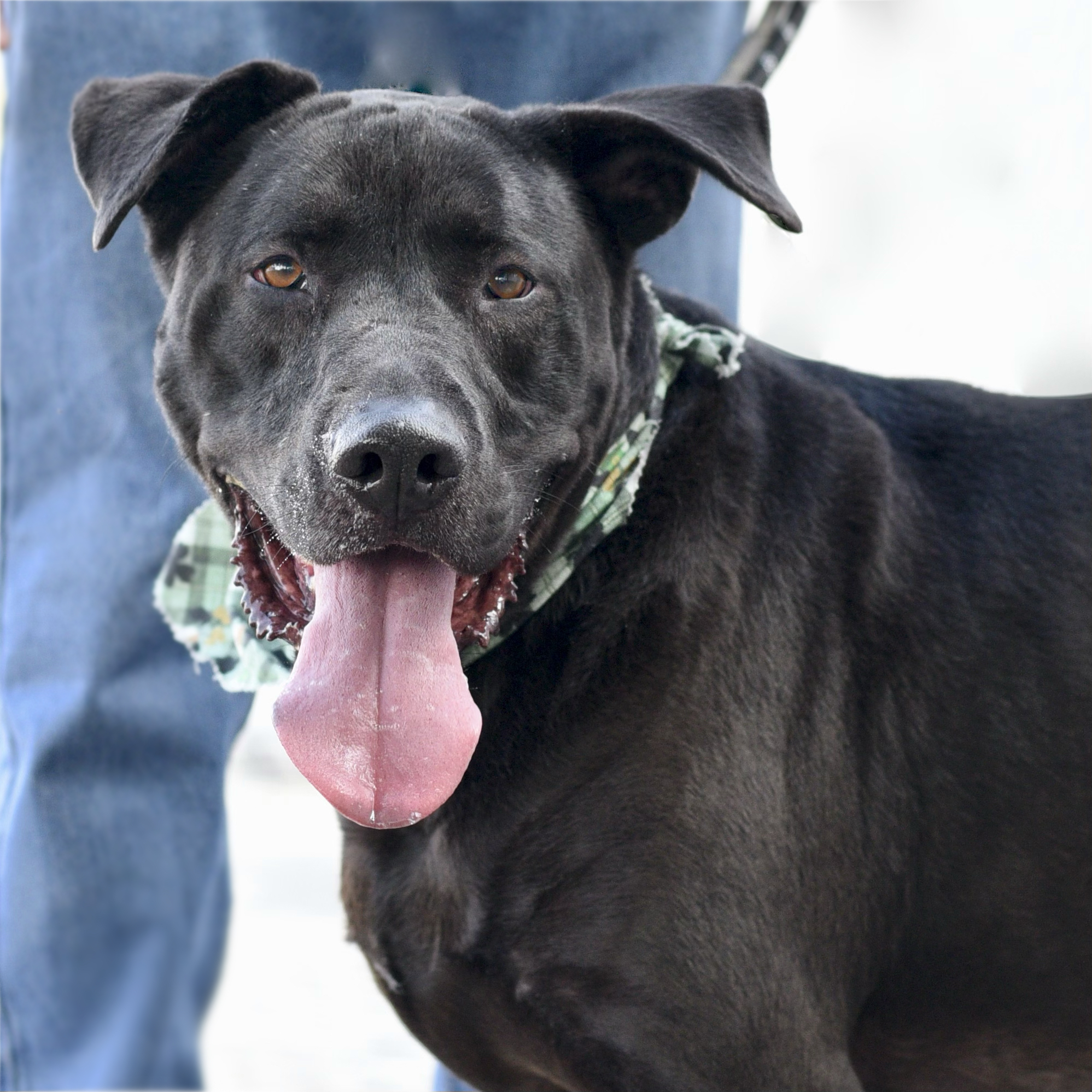 Enlarge Baloo, a Adoptable mixed breed in Los Angeles, CA image 4/6