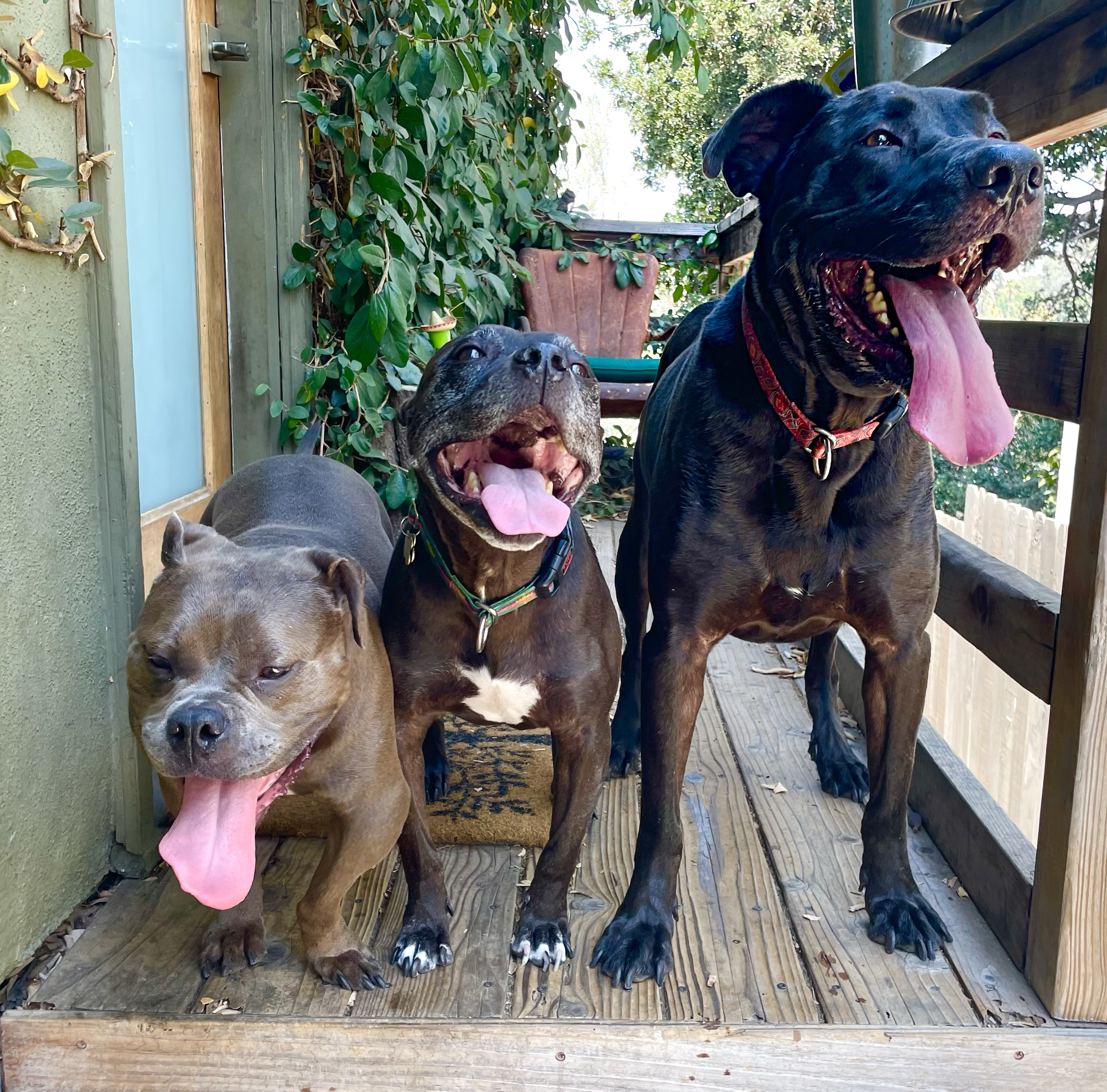 Enlarge Baloo, a Adoptable mixed breed in Los Angeles, CA image 5/6