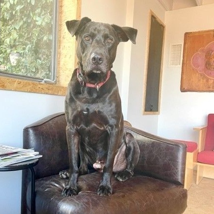 Baloo