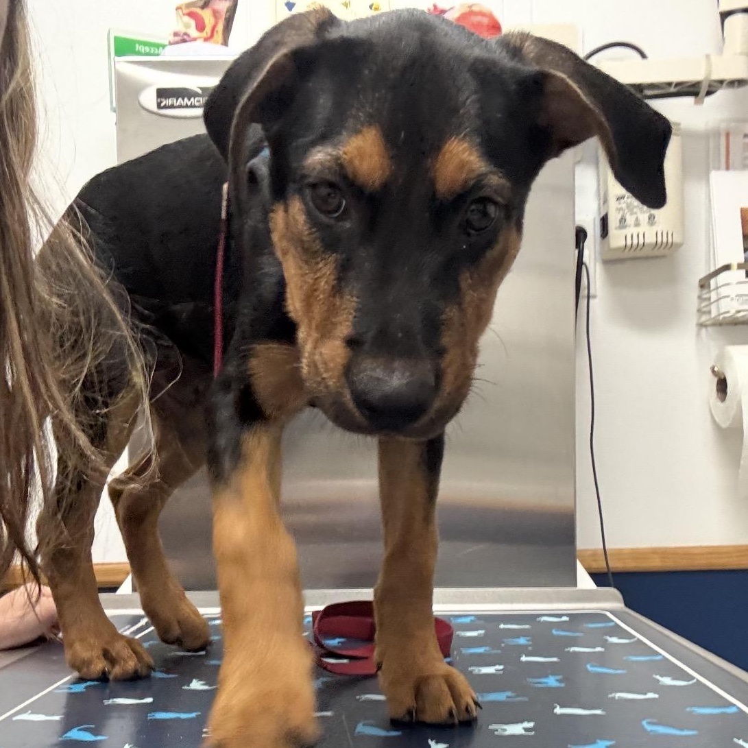 Enlarge Atlas, a Adoptable mixed breed in Key Largo, FL image 3/6