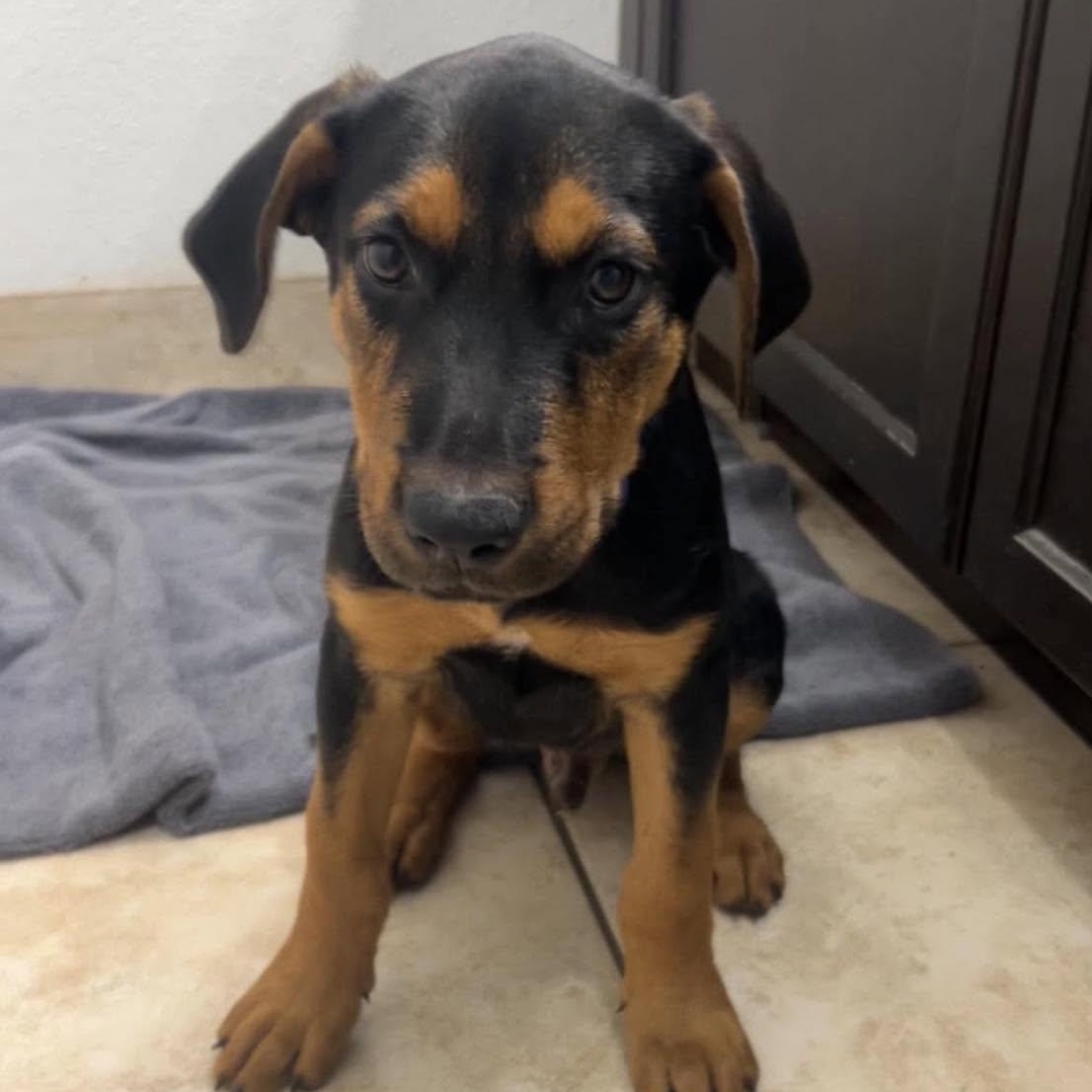 Atlas, Adoptable, Puppy Male Rottweiler & Mixed Breed.