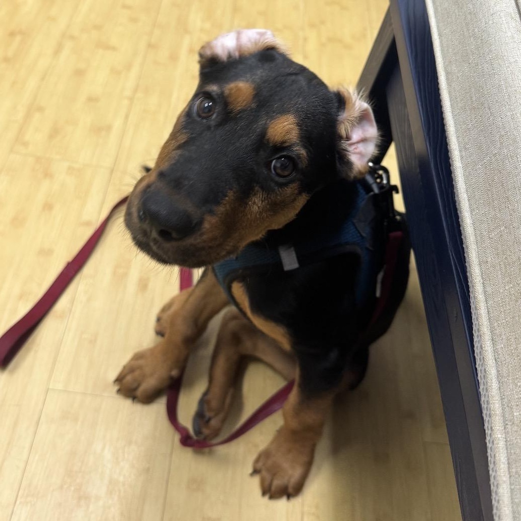 Enlarge Atlas, a Adoptable mixed breed in Key Largo, FL image 5/6