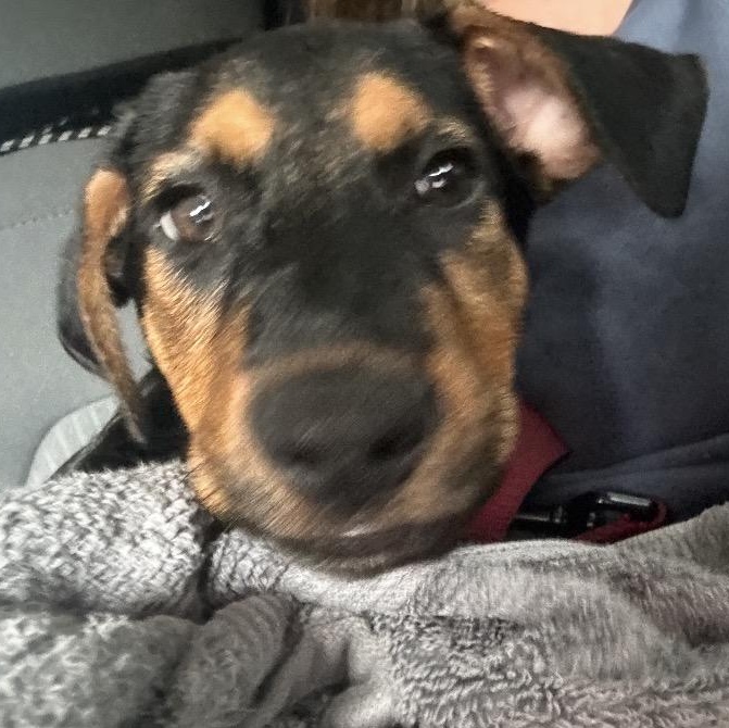 Enlarge Atlas, a Adoptable mixed breed in Key Largo, FL image 6/6