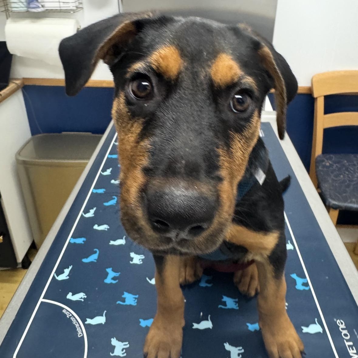 Enlarge Atlas, a Adoptable mixed breed in Key Largo, FL image 4/6
