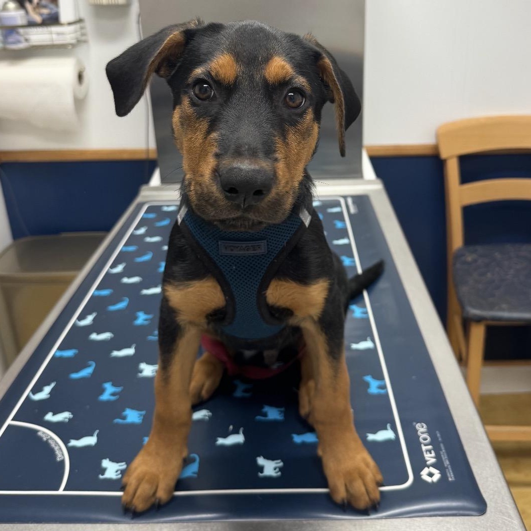 Enlarge Atlas, a Adoptable mixed breed in Key Largo, FL image 2/6