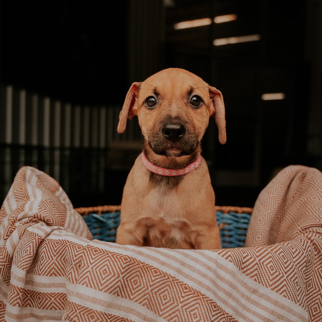Meet The Office Litter Introducing our newest cast of characters Pam Meredith Kelly Angela Jim