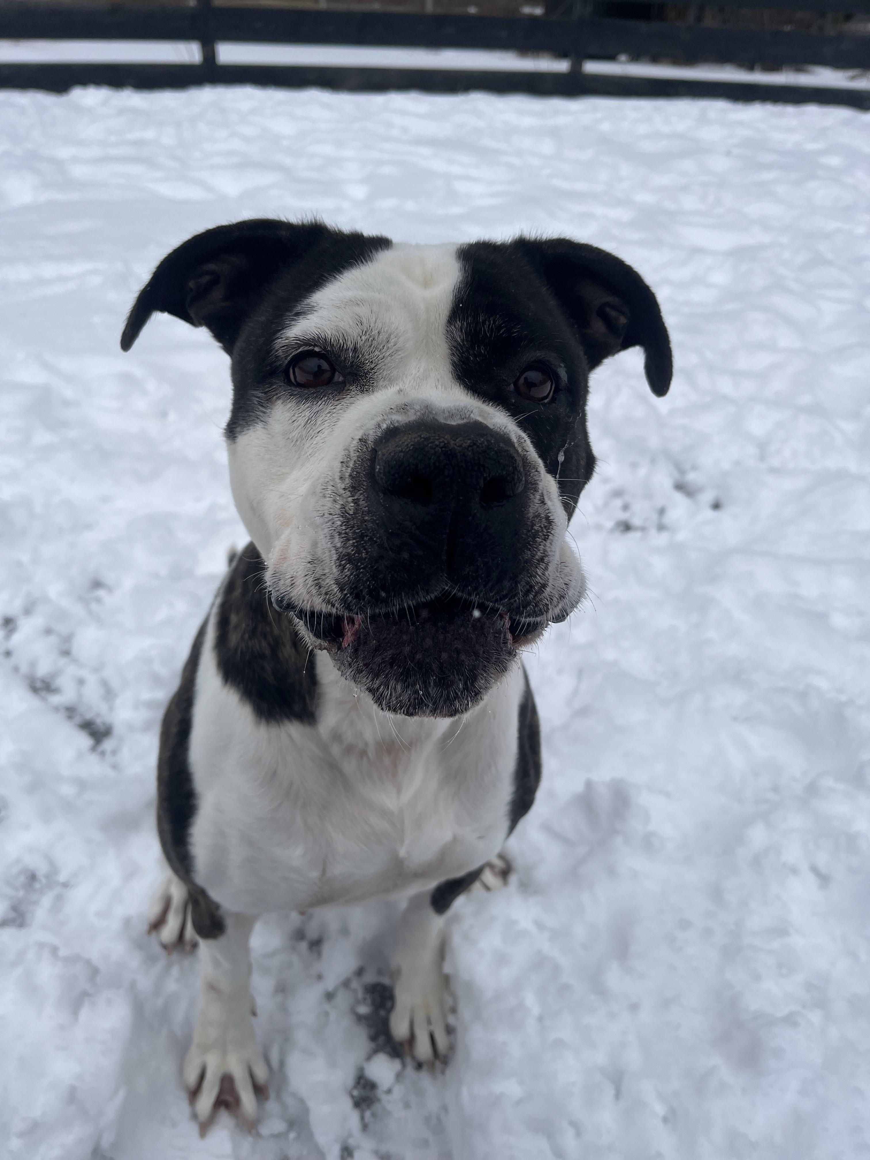 Enlarge Stella, a ADOPTABLE American Bully in Lisle, ON image 3/3